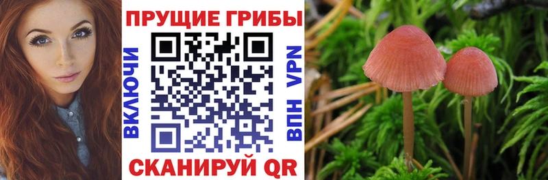 хочу наркоту  Магадан  Галлюциногенные грибы Psilocybe 